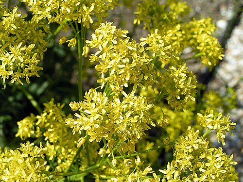 Dyer's woad (Isatis tinctoria)