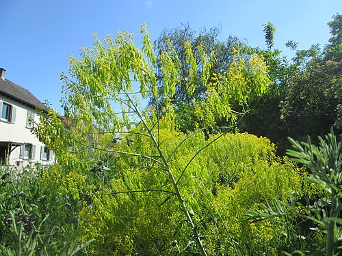 Dyer's woad: Färberwaid ( Isatis tinctoria ) auf einem Blühstreifen in Hockenheim, hier ortsfremd