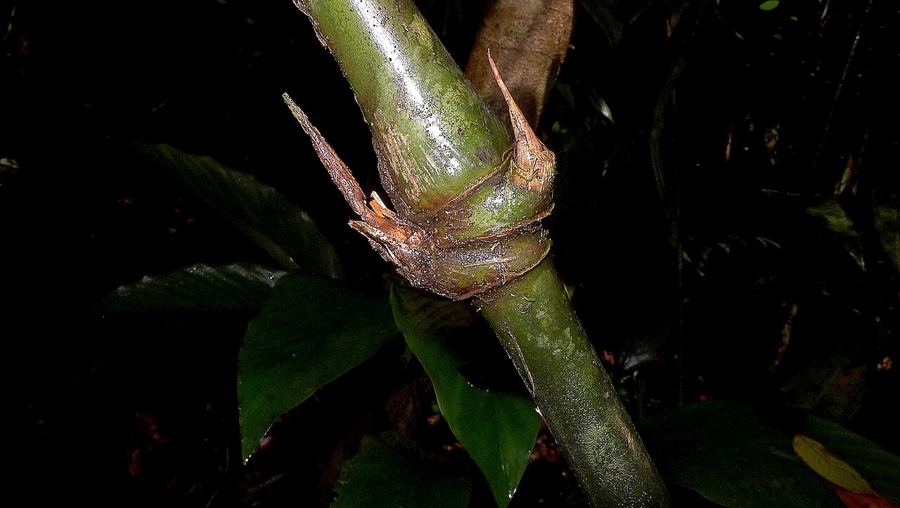 Ischnosiphon gracilis: Ischnosiphon gracilis (Rudge) Koern.