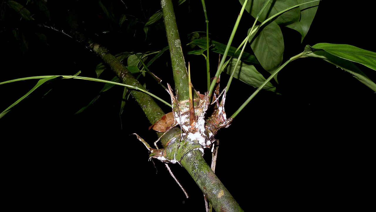 Ischnosiphon gracilis: Ischnosiphon gracilis (Rudge) Koern.