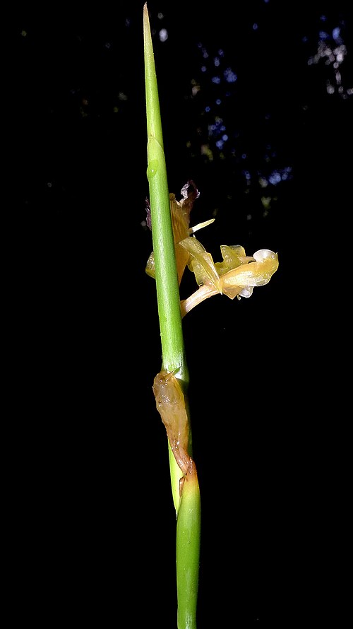 Ischnosiphon gracilis: Ischnosiphon gracilis (Rudge) Koern.