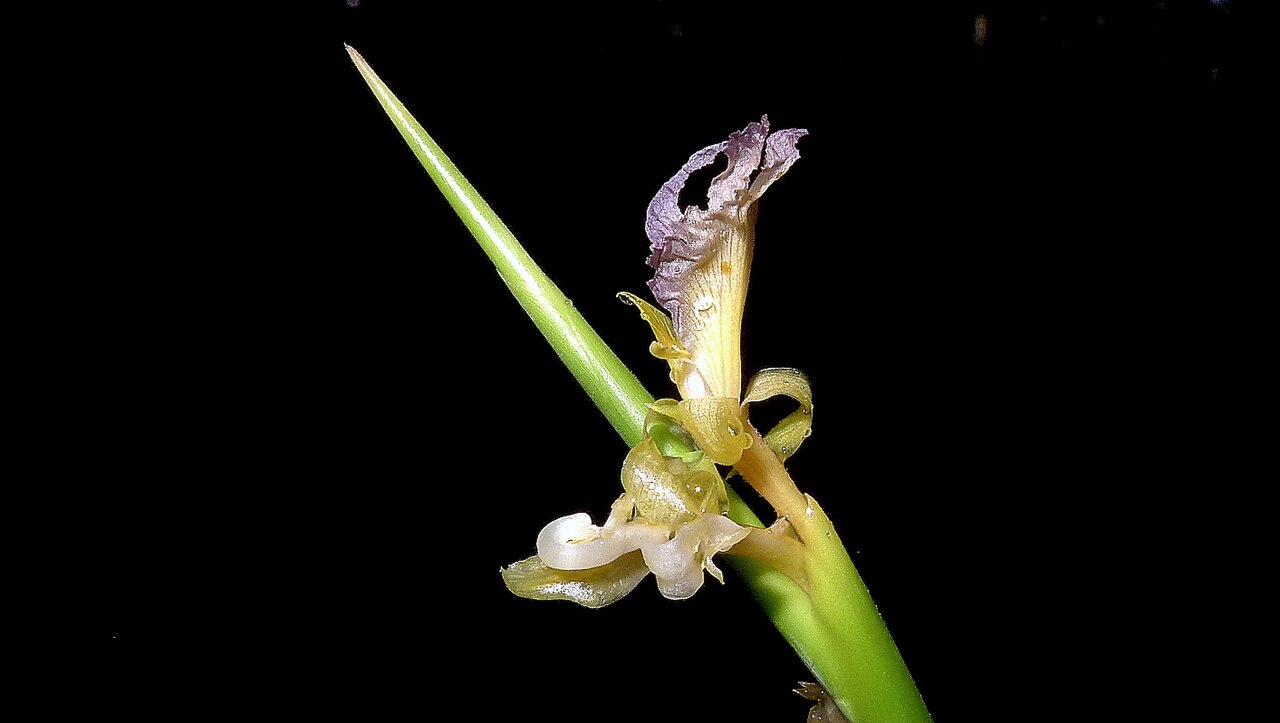 Ischnosiphon gracilis: Ischnosiphon gracilis (Rudge) Koern.