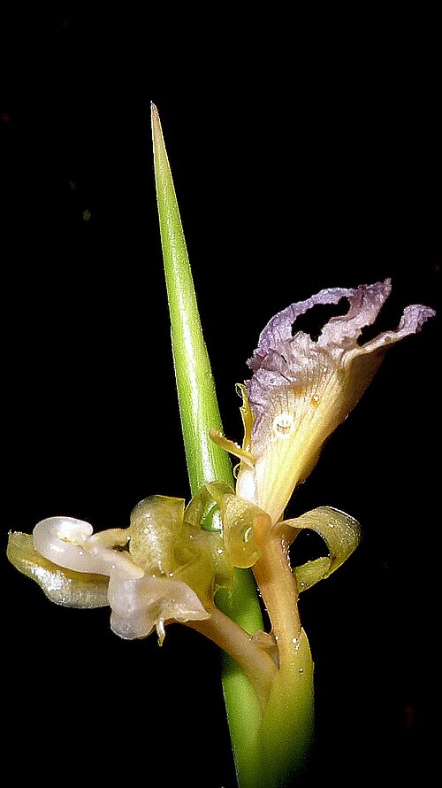 Ischnosiphon gracilis: Ischnosiphon gracilis (Rudge) Koern.