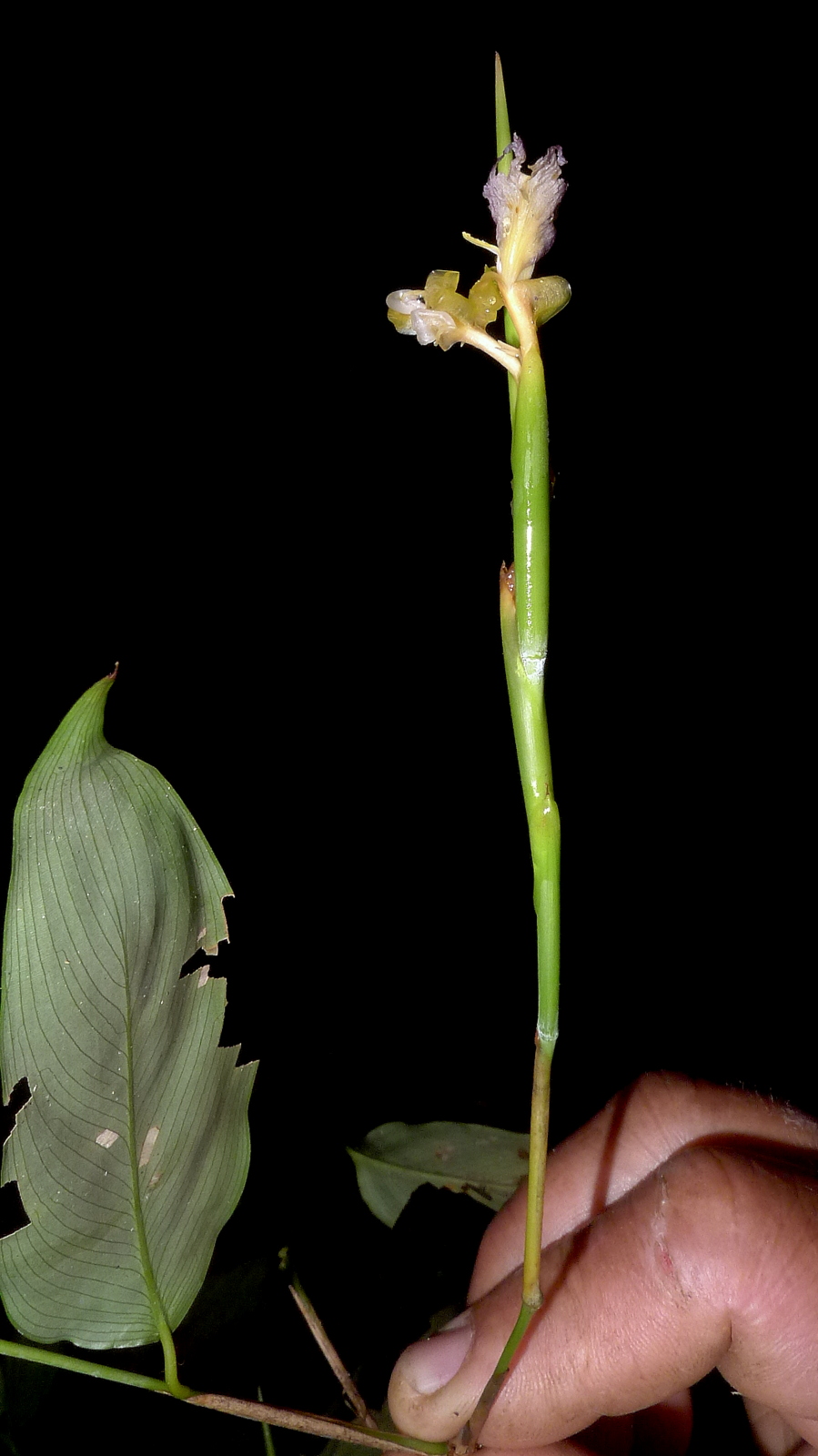 Ischnosiphon gracilis: Ischnosiphon gracilis (Rudge) Koern.