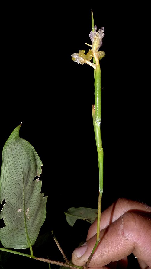 Ischnosiphon gracilis: Ischnosiphon gracilis (Rudge) Koern.