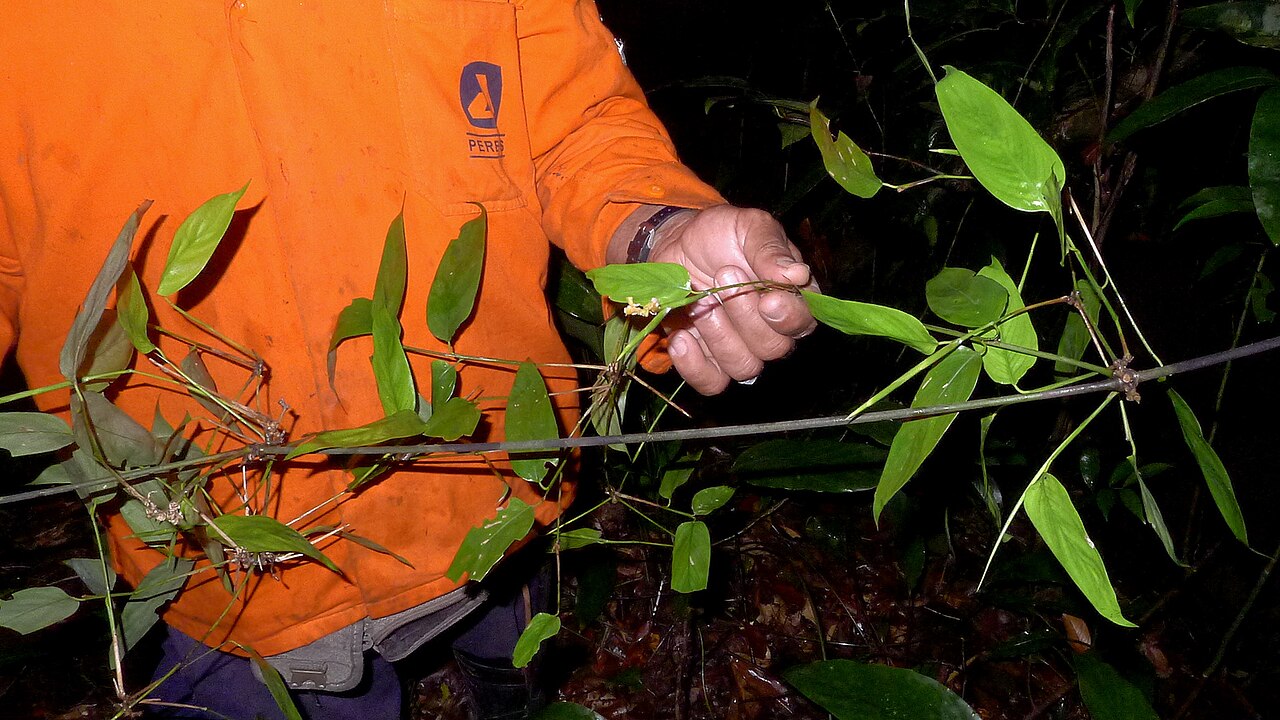 Ischnosiphon gracilis: Ischnosiphon gracilis (Rudge) Koern.