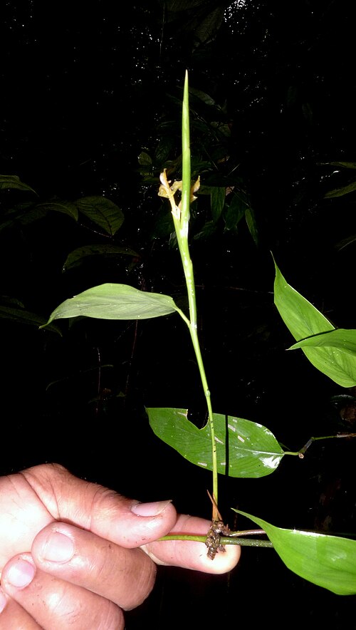 Ischnosiphon gracilis: Ischnosiphon gracilis (Rudge) Koern.