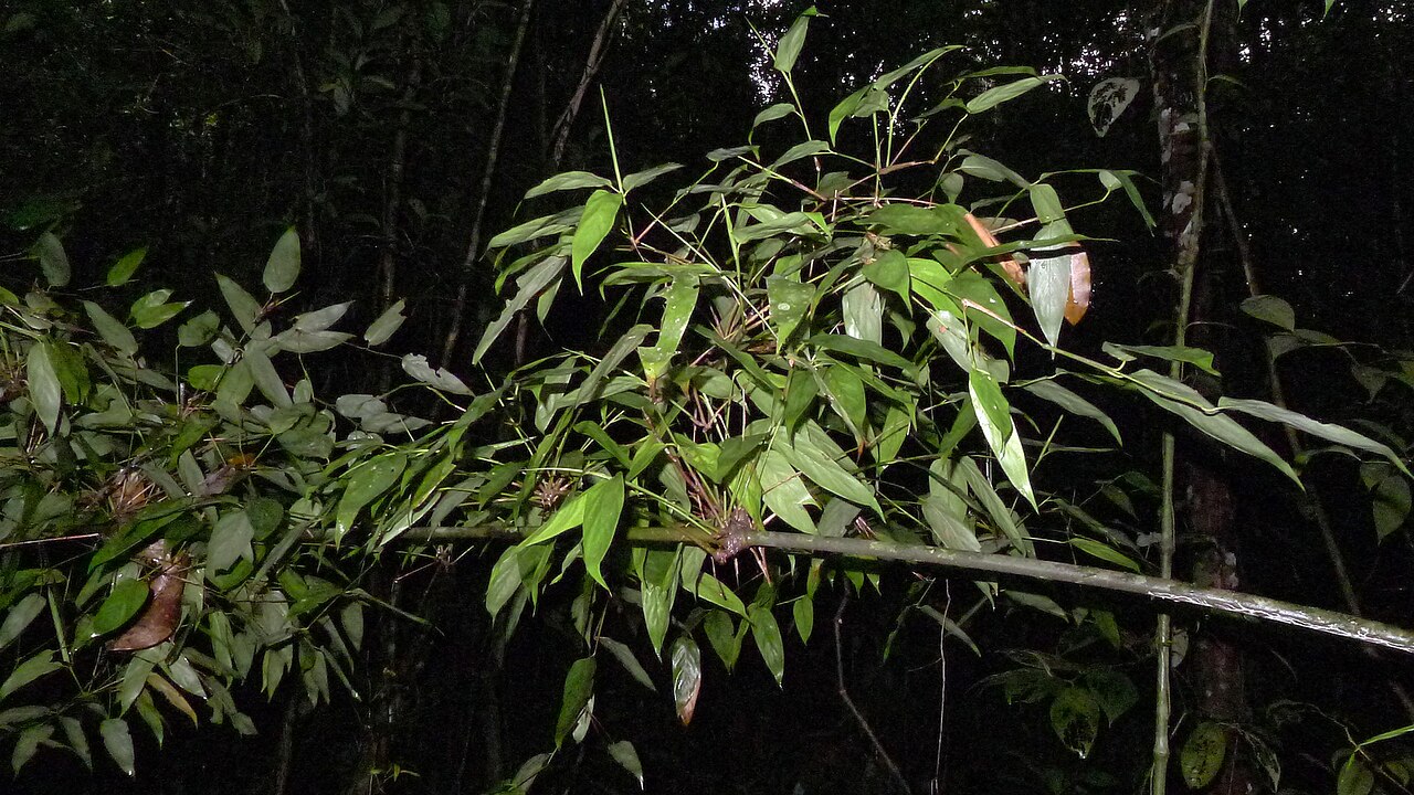 Ischnosiphon gracilis: Ischnosiphon gracilis (Rudge) Koern.