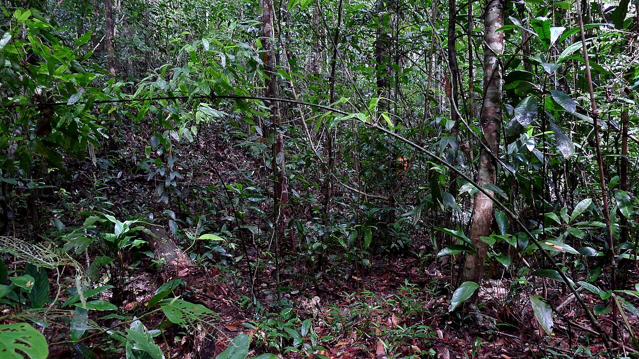 Ischnosiphon gracilis: Ischnosiphon gracilis (Rudge) Koern.