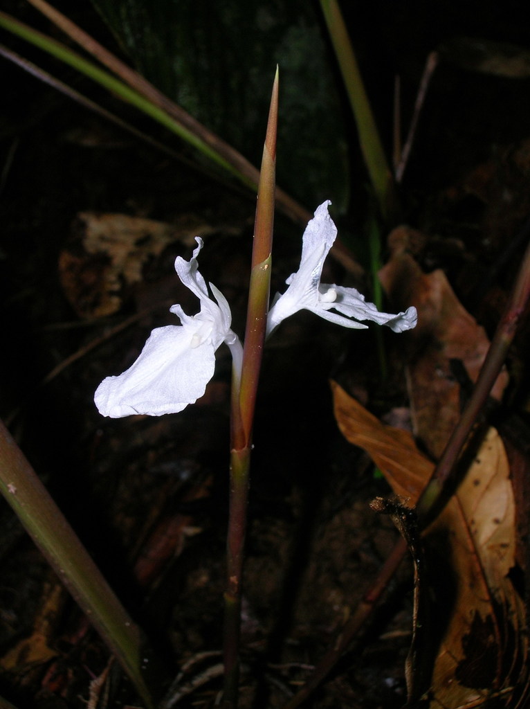 Ischnosiphon heleniae (Ischnosiphon heleniae)
