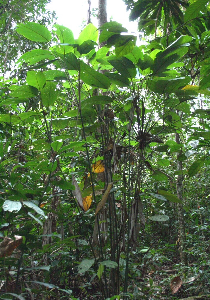 Ischnosiphon obliquus: Ischnosiphon obliquus, Rio Tabaro, Venezuela