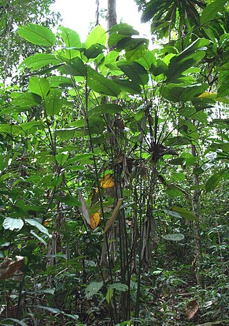Ischnosiphon obliquus: Ischnosiphon obliquus, Rio Tabaro, Venezuela