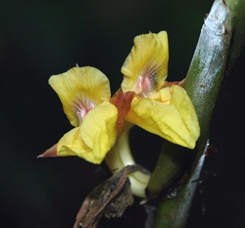 Ischnosiphon obliquus: Flowers of Ischnosiphon obliquus, Rio Tabaro, Venezuela