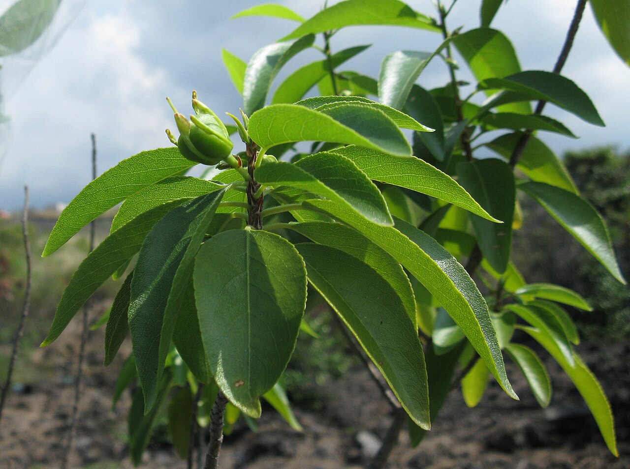 Wahine noho kula: Isodendrion pyrifolium , Photo credit: C. Harrington/USFWS