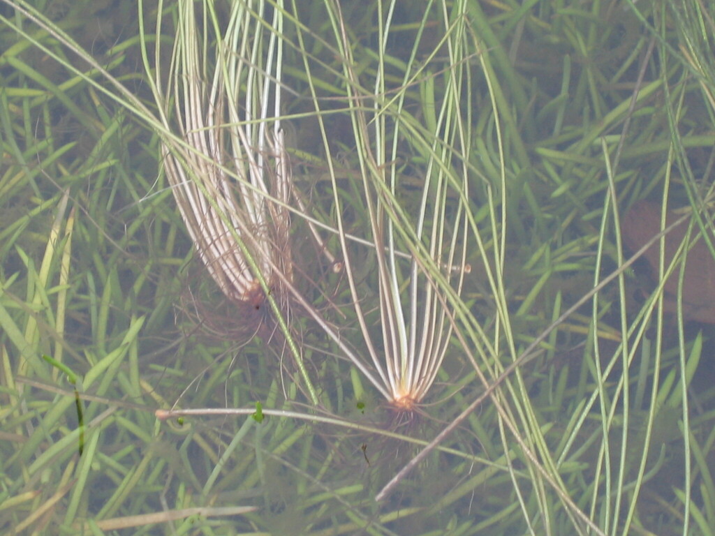 Isoetes azorica (Isoetes azorica)