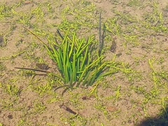 Isoetes gunnii (Isoetes gunnii)