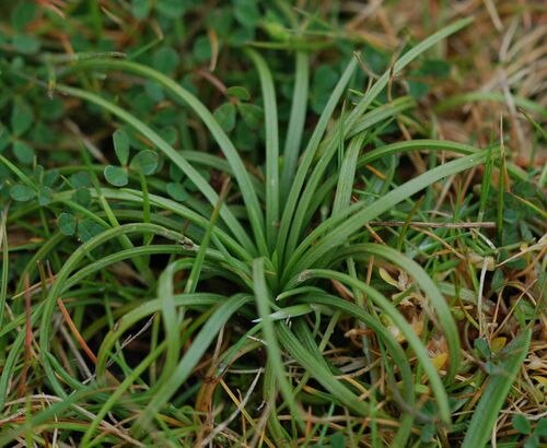 Isoetes histrix: Isoète épineux ( Isoetes histrix ).