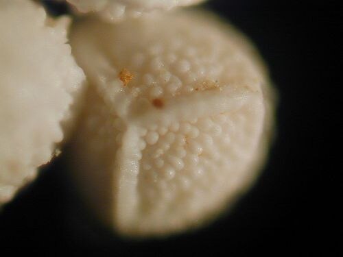 Isoetes histrix: Spores d' Isoetes histrix .