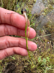 Howell's quillwort (Isoetes howellii)