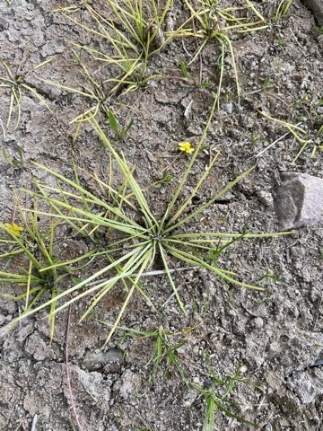 Howell's quillwort (Isoetes howellii)