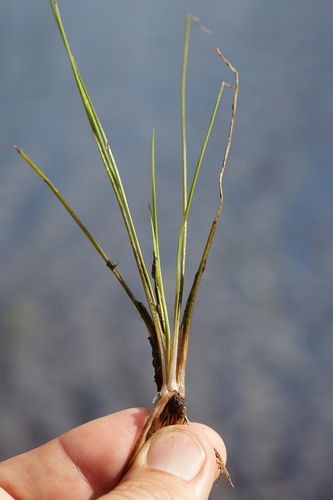 Howell's quillwort (Isoetes howellii)