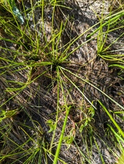Howell's quillwort (Isoetes howellii)