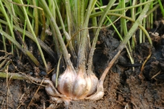 Howell's quillwort (Isoetes howellii)