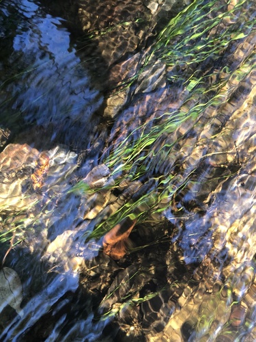 Isoëtes hyemalis (Isoetes hyemalis)
