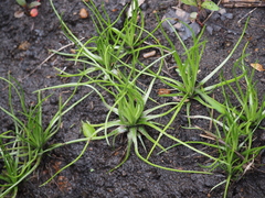 Isoetes japonica (Isoetes japonica)