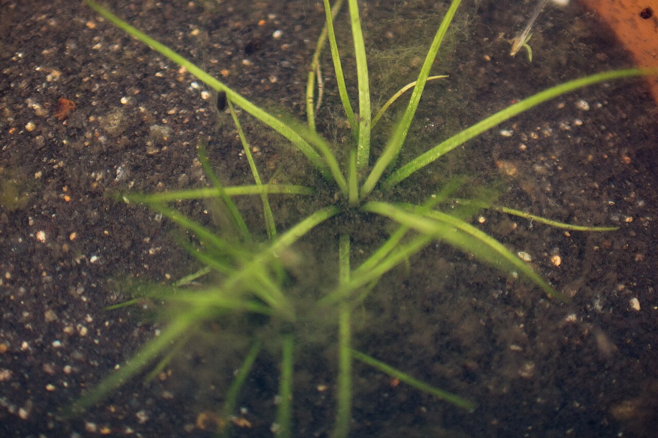 Isoetes japonica: 大阪市立大学理学部附属植物園のミズニラ Isoetes japonica。