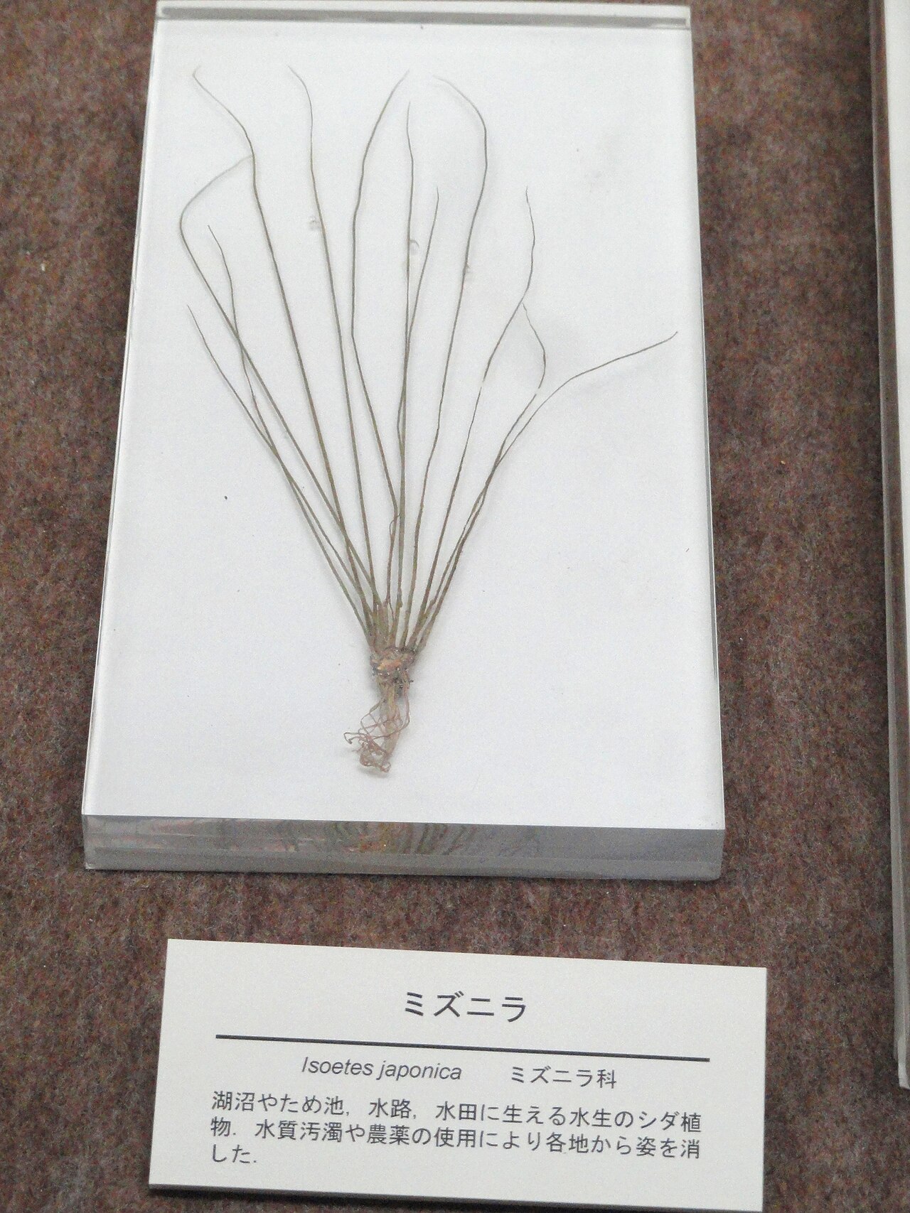 Isoetes japonica: Osaka Museum of Natural History, Osaka, Japan.