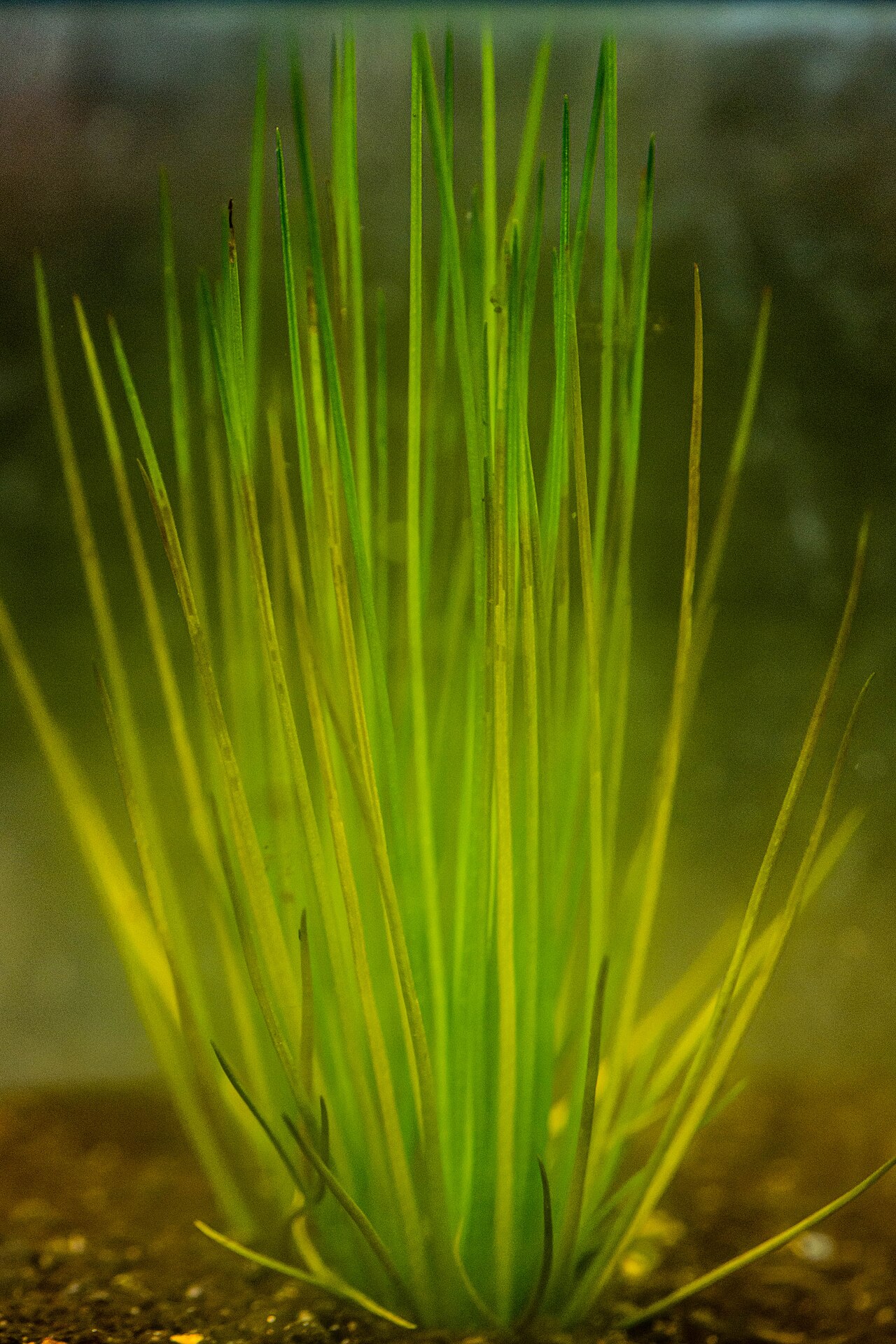 Isoetes japonica: Isoetes japonica (Isoetaceae, Isoetales) underwater in Botanical Gardens, Osaka City University.