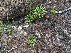 Isoetes jarmaniae (Isoetes jarmaniae)