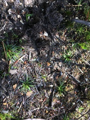 Isoetes jarmaniae (Isoetes jarmaniae)