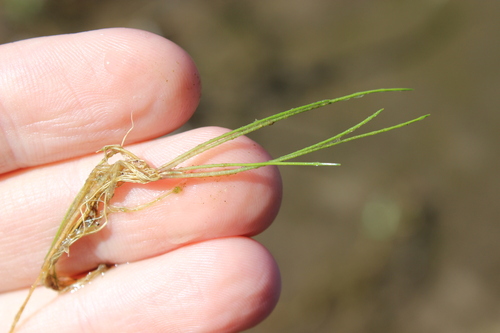 Isoetes kirkii (Isoetes kirkii)