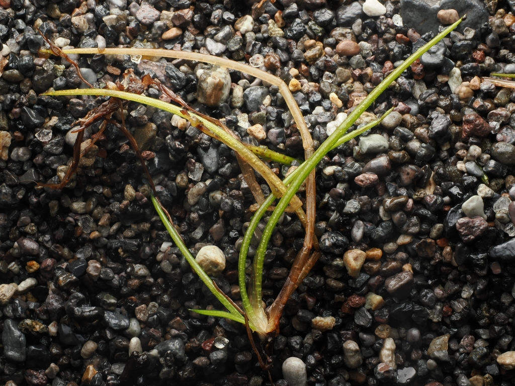Isoetes kirkii (Isoetes kirkii)