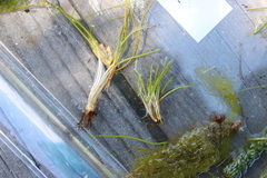 Isoetes kirkii (Isoetes kirkii)
