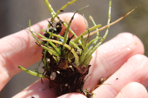 Isoetes kirkii (Isoetes kirkii)