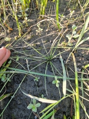 Isoetes laurentiana (Isoetes laurentiana)