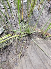 Isoetes laurentiana (Isoetes laurentiana)