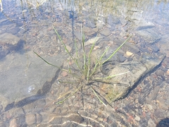 Isoetes laurentiana (Isoetes laurentiana)
