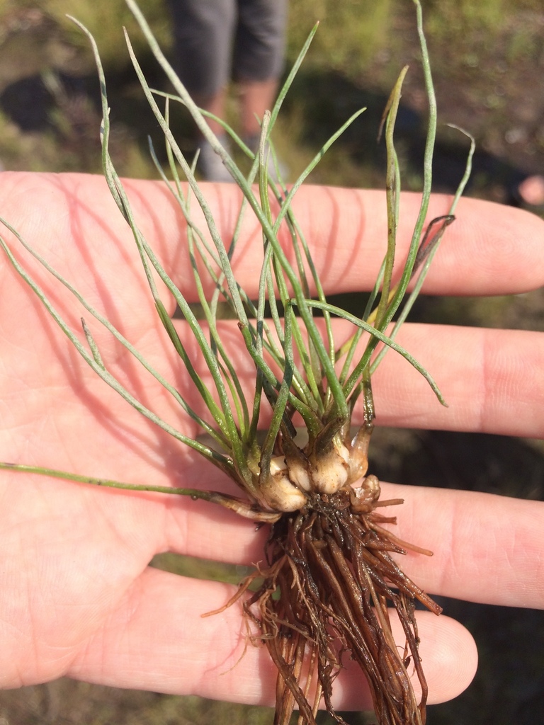 Isoetes laurentiana (Isoetes laurentiana)