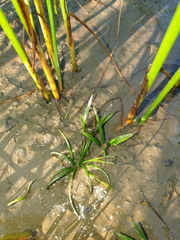 Isoetes laurentiana (Isoetes laurentiana)