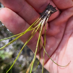 Isoetes laurentiana (Isoetes laurentiana)