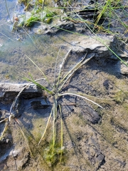 Isoetes laurentiana (Isoetes laurentiana)