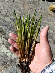 Isoetes lechleri (Isoetes lechleri)