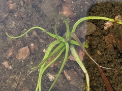Rock quillwort (Isoetes lithophila)