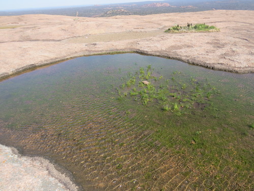 Rock quillwort (Isoetes lithophila)