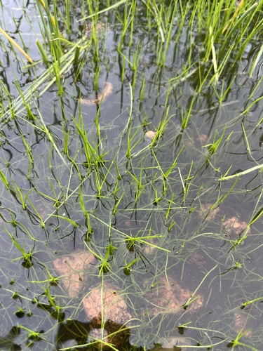 Rock quillwort (Isoetes lithophila)