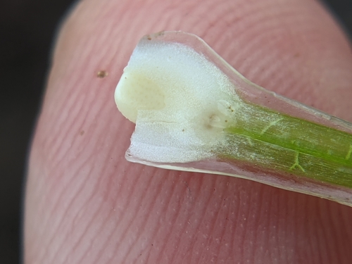 Rock quillwort (Isoetes lithophila)